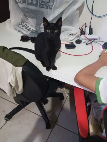 Doa- se gatinha carinhosa com 3 meses