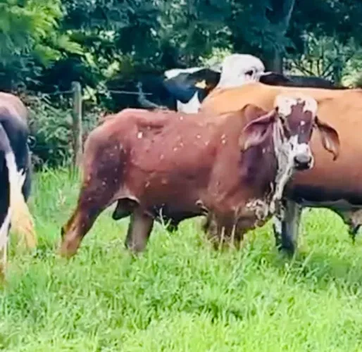 Garrote Girolando 1/4