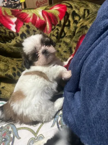 Shih Tzu MACHO