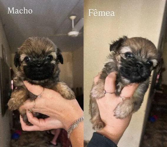 Vende se filhotes de Shitzu Fêmea e macho