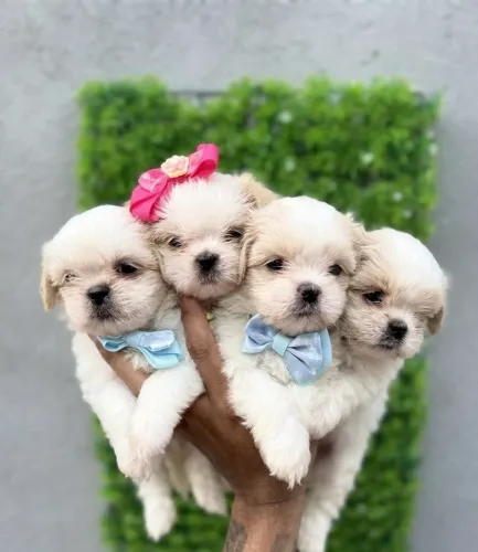 Lindos filhotes de shih tzu machinhos e fêmeas branquinhos