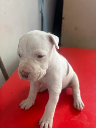 Filhotes Pit bull troco por filhote de porte pequeno 