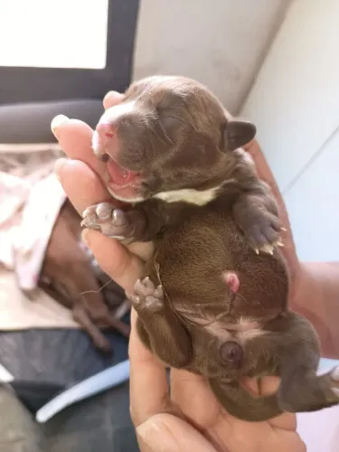 Vendo filhotes de pitybull três dias de nascido