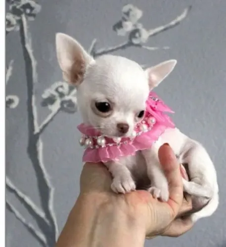 Chihuahua Filhotes