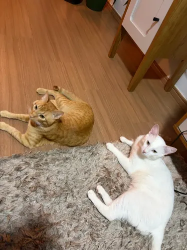 Doação de gatos machos