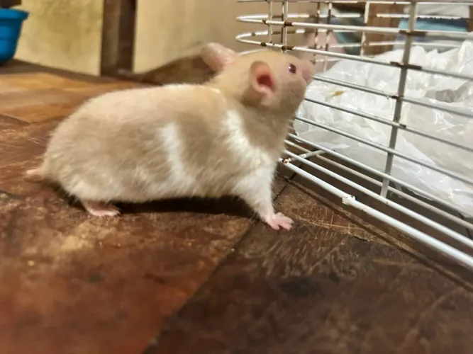 Hamster 