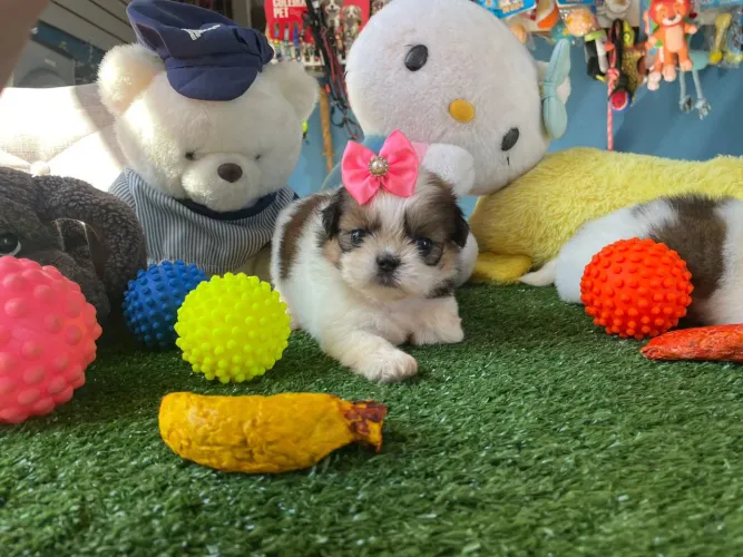 Shihtzu fêmea um fofura de filhote