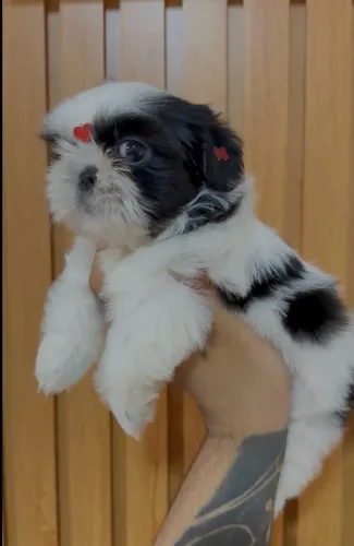Shihtzu mini fêmea