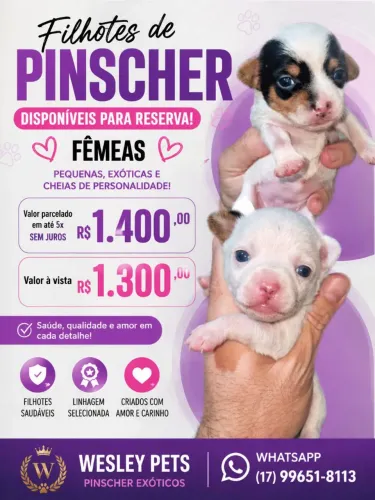 Pinscher para reserva