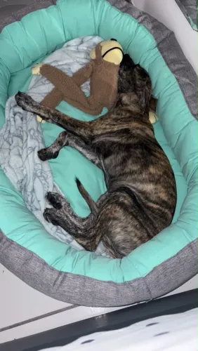 Bebê cão lindo