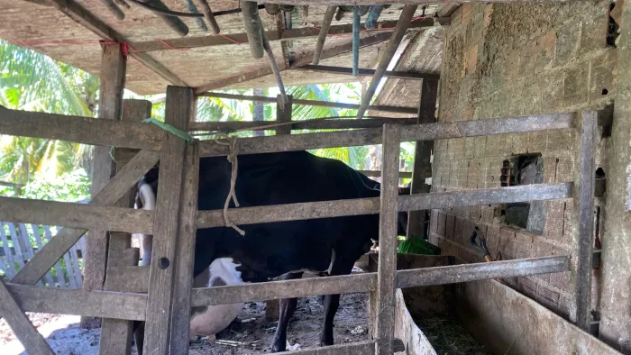vaca leiteira!!