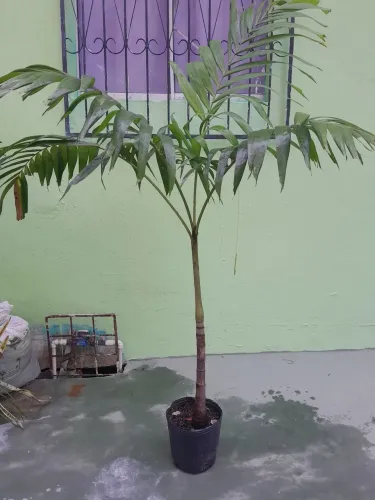 Muda de palmeira real