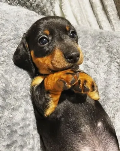 Dachshund: Um Companheiro para Sua Nova Família