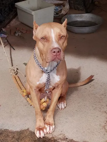 Doa se um Pitbull femia