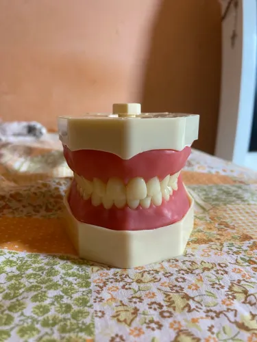 Manequim dentistica orais nunca usado