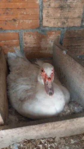 Vendas de patos e patas