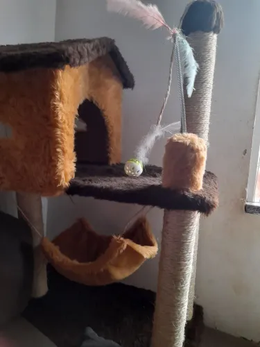 Arranhador de gato