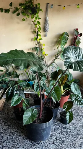 Alocasias exóticas e variadas