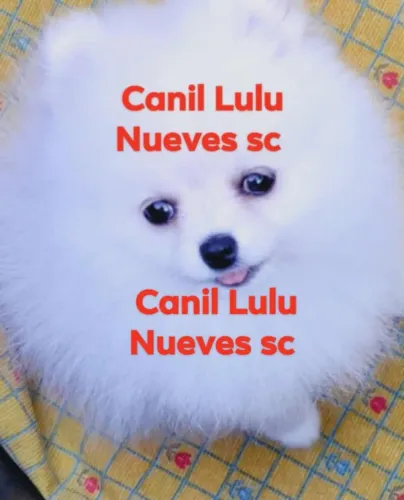 VENDE CÃES  MINES LULU  FEMEA E MACHOS  BABY FACE  O FOX