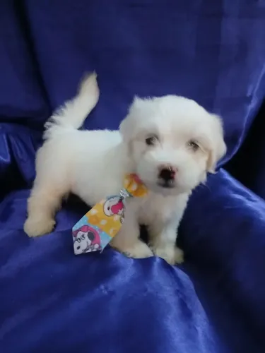 Maltês categoria cão de luxo.