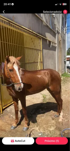 Égua nova é boa de passada