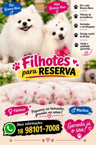 Filhotes disponíveis