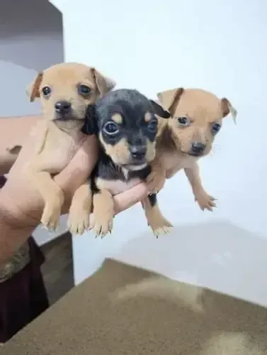 lindos filhotes de pinscher x fox 