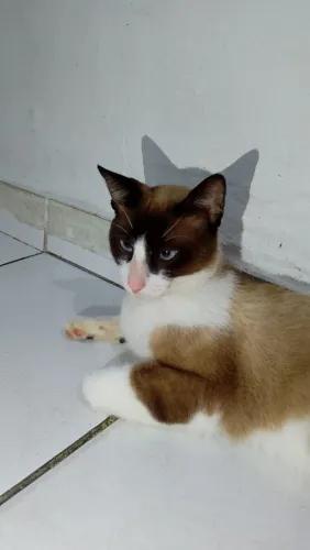 Gato macho para adoção