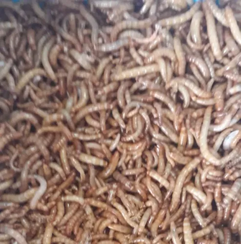 Alimento vivo para Gecko