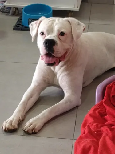 Boxer para adoção responsável 