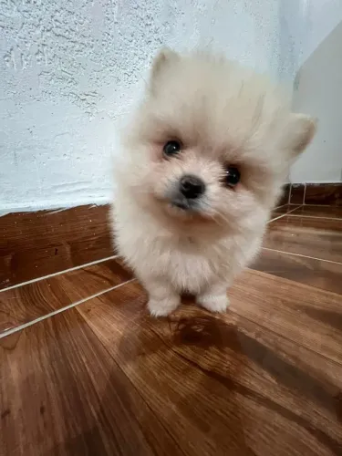 Cachorro Lulu da Pomerania lindo companheiro para alegrar seu dia a dia.
