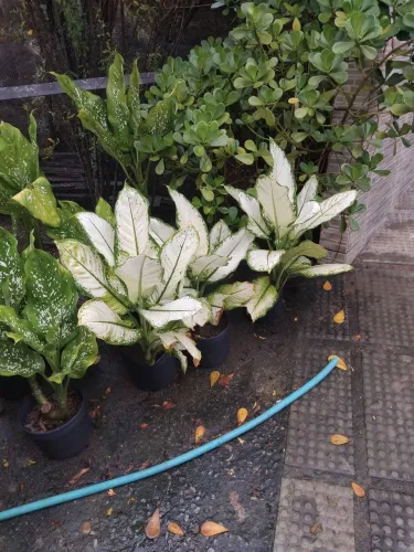 COMIGO NINGUÉM PODE