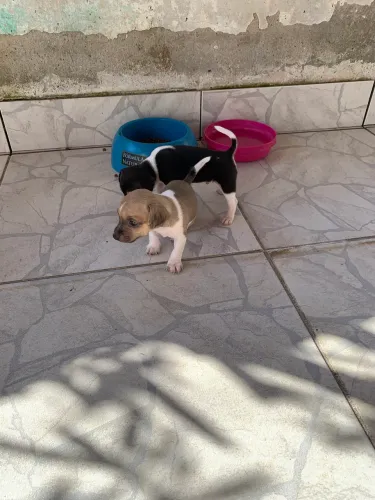 Pinscher 01