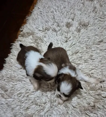 Shih Tzu A fogueira esquenta, mas essa fofura derrete corações