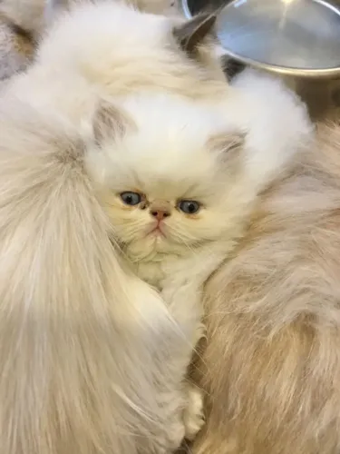 Gato Persa Filhote Macho e Fêmea disponível 