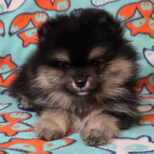 Lulu Da Pomerania: Pequeno no tamanho e gigante no amor