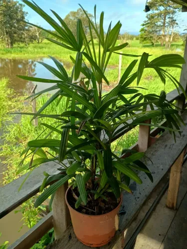 Palmeira Ráfia grande linda