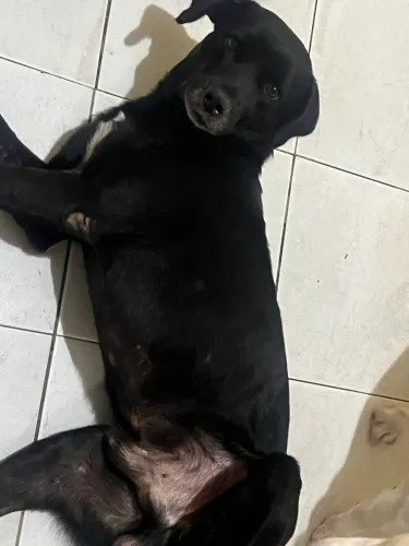 Doação de cachorro pra sítio