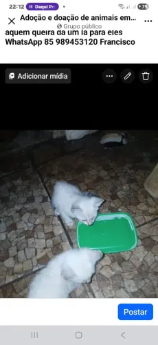 Doação de gatos