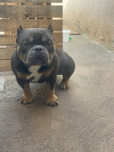American Bully micro