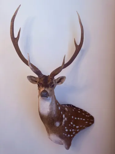 Cabeça de cervo axis taxidermia Argentina
