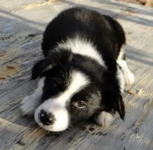 Border Collie - Os Melhores Amigos Vem Pacotes De Fofura E Carinho