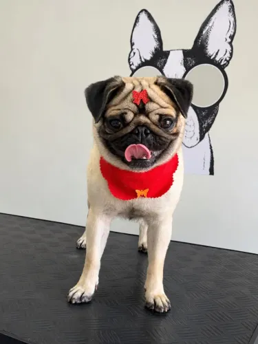 Vendo cachorro PUG