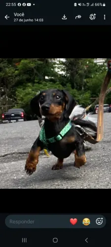 Daushound-Salsichinha com pedigree procura namorada