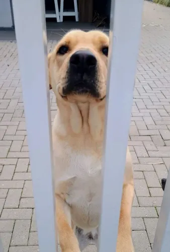 Cachorra de grande porte para doação 
