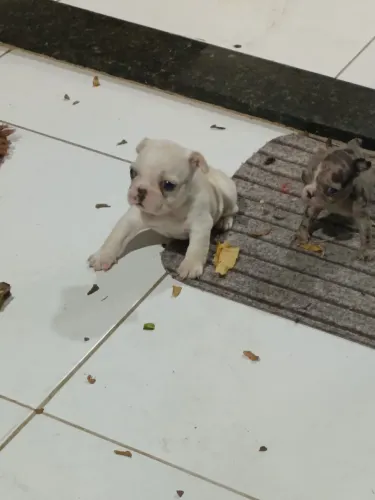 Buldogue francês fêmea 