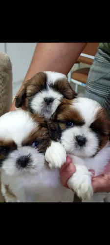 Filhotes de Shitzu machos prontos a entrega país tem pedigree