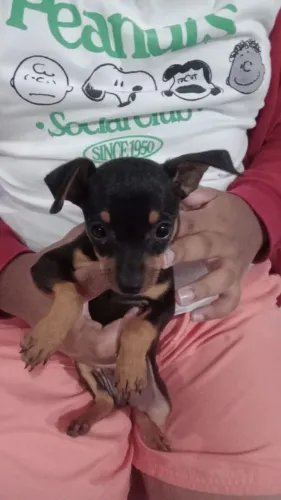 Pinscher Machinho 
