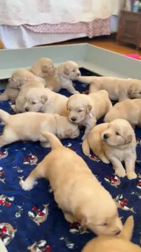 filhotes de golden retriver