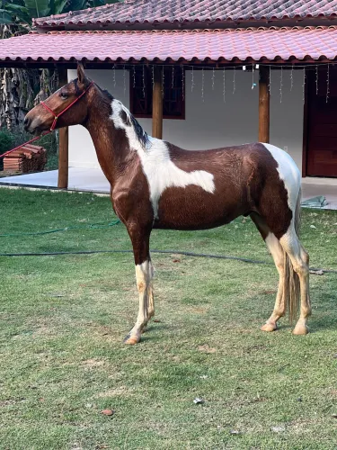 Potro pampa 2 anos e 3 meses